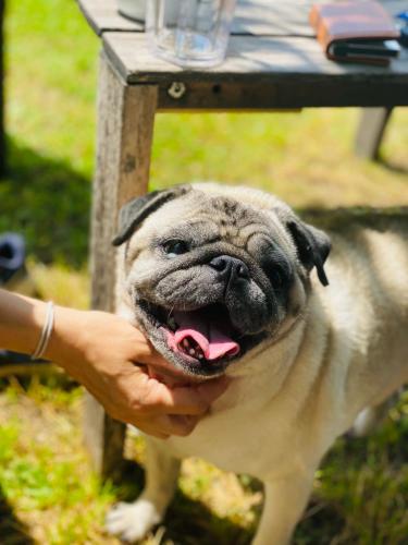 a person holding a pug dog under a table at GreenValleyGlamping in Šešče pri Preboldu