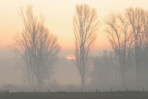 a group of trees with the sun in the background at Landlust Unser L ieblingscafe in Xanten