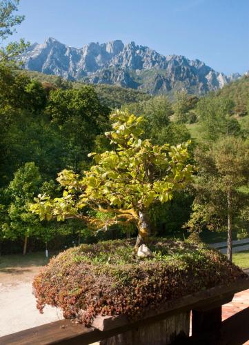 a bonsai tree in a garden with mountains in the background at Posada San Pelayo in Camaleño