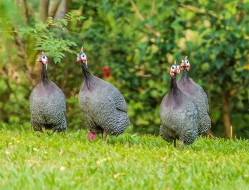 a group of birds walking in the grass at Dream Valley Belize in Teakettle Village