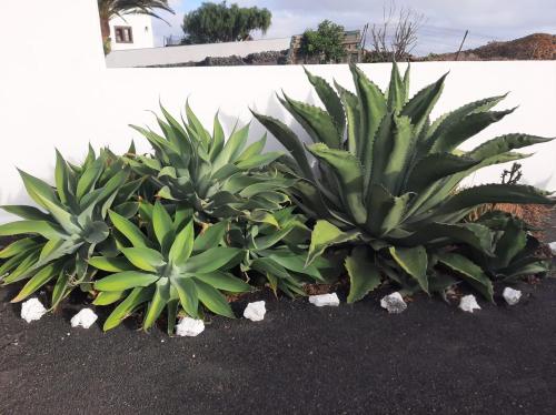 a row of agave plants in front of a wall at Loft La Tahonilla in Tías