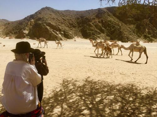 a woman taking a picture of a group of camels at Deep south Eco-lodge in Marsa Alam City