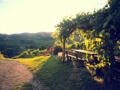 a picnic table on a hill with a bunch of grapes at Weingut Reiterer in Kitzeck im Sausal