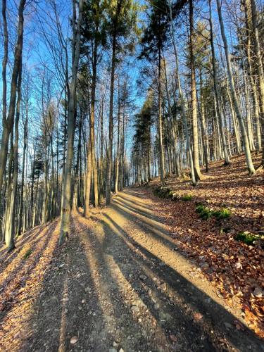a dirt road in a forest with trees at Apartamenty Carpe Diem in Ustroń