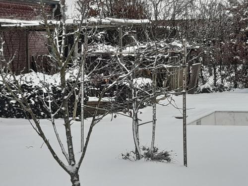Ein Baum im Schnee mit einem Vogelfutter in der Unterkunft Chambre d'Hotes Beesel in Beesel