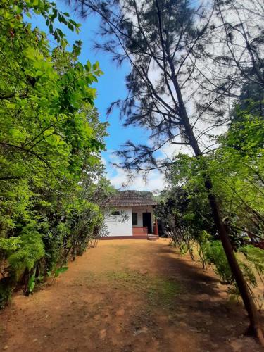 Κήπος έξω από το Tusker Tribe Hostel