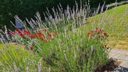 Apartmani Sanja – Photos 3