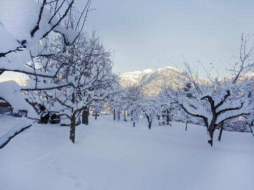 a group of trees covered in snow with mountains in the background at Apartment Untererhof-1 by Interhome in Pankrazberg
