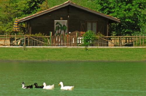 three ducks swimming in the water in front of a cabin at Parco Del Sangro in Castel di Sangro