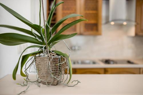 Fotografie z fotogalerie ubytování Apartments Davorka v Rabu