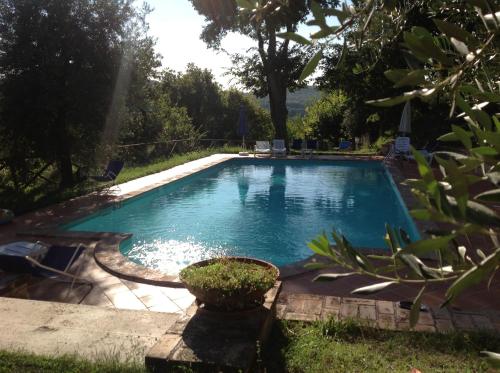 a swimming pool in a yard with a plant at Agriturismo Podere Luchiano in Amelia