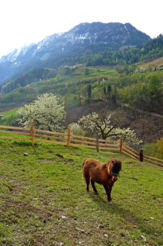 a brown dog walking in a field with a fence at Apartment Rot by Interhome in Lend