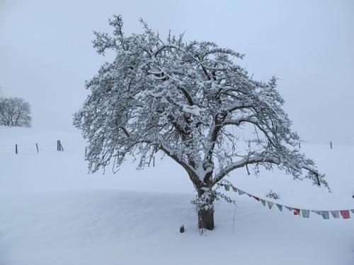 a tree covered in snow next to a rope at B&B Sigrid Braun-Budde in Bettingen