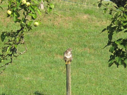 a bird perched on top of a wooden pole at B&B Sigrid Braun-Budde in Bettingen