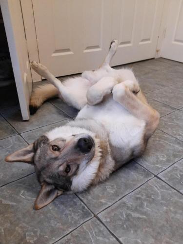 a dog laying on its back on the floor at Glenorchy Lodge Hotel-Rooms Only in Dalmally