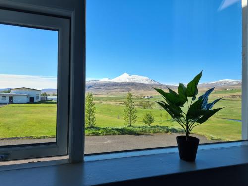 a plant sitting on a window sill looking out at a mountain at Hlín Guesthouse in Varmahlid