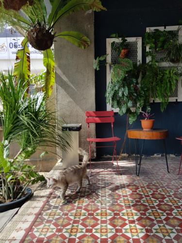 a cat walking on a tile floor in a room with plants at The Brownstone Hostel & Space in Ipoh