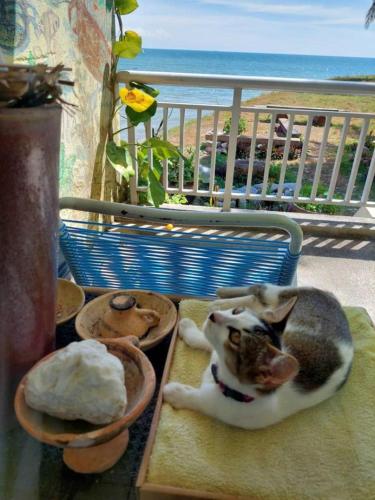 a cat laying on a table with bowls of food at Port Dickson PD Beach Front Homestay in Port Dickson