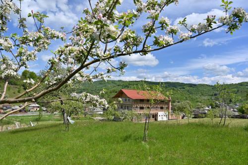 a house in a field with a flowering tree at PENSIUNEA PLAI STRABUN in Strîmtura