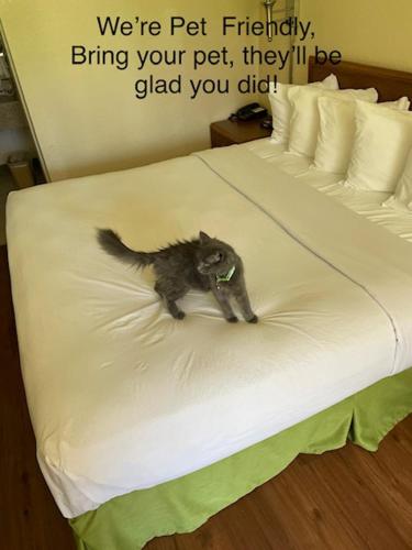 a cat sitting on top of a bed at Days Inn by Wyndham Asheville West in Candler