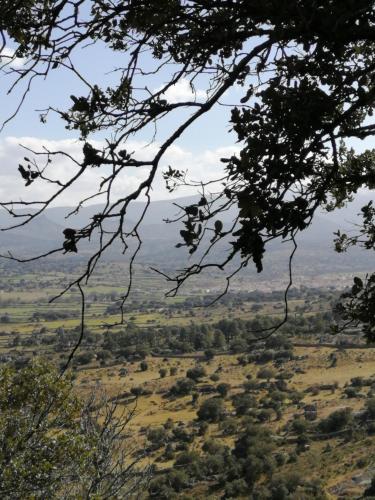 a view of a field through the branches of trees at Casa Rural Abuela Luci in Santibáñez de Béjar