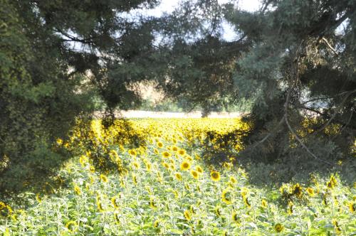 a field of yellow sunflowers in a forest at Country House Binnella in Cingoli