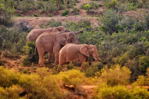 Fotografie z fotogalerie ubytování Buffelsdrift Game Lodge v destinaci Oudtshoorn