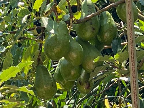 a bunch of green fruit hanging from a tree at The Heaven's Villa Kandy in Kandy