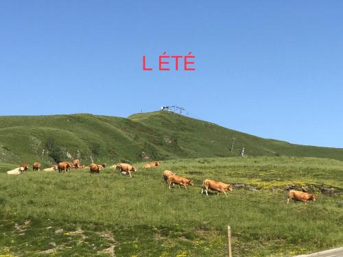 a herd of cows grazing in a grassy field at PRINCESSE DES NEIGES in Saint-Aventin
