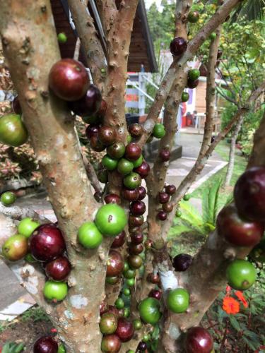 Un jardín fuera de Recanto Suíço