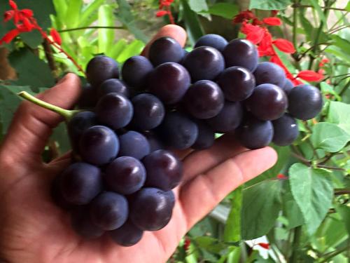 uma mão segurando um monte de uvas pretas em Recanto Suíço em Lumiar