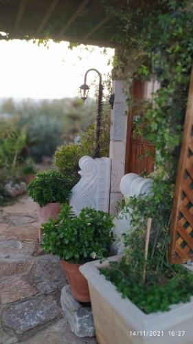 a group ofotted plants sitting outside of a building at Traditional Windmill-Milos in Kroústas