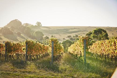 a row of vines in a field with trees at Jujube in Dromana