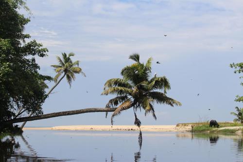 two palm trees and an elephant on the beach at Telma Beach Homestay in Mararikulam