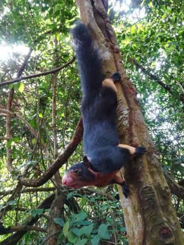 a squirrel is hanging from a tree at Sinharaja Vini Villa in Deniyaya