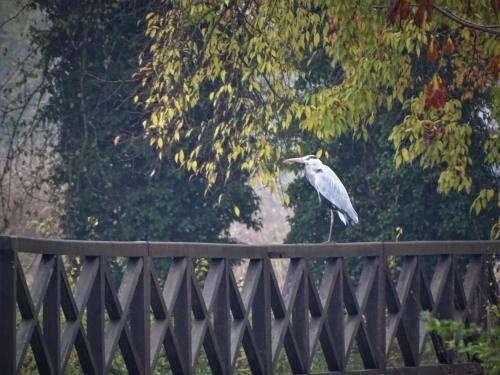 a bird sitting on top of a wooden fence at Corte Isolo in Goito