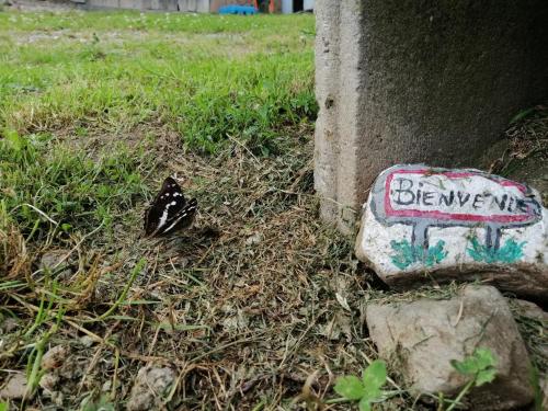 um pássaro sentado no chão ao lado de uma rocha em Les Locations de Stéphanie ,Gite Le Verger em Sondernach