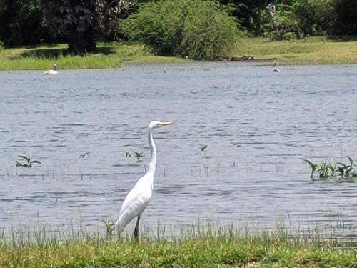 a white bird standing in the grass near a lake at Arachchi Heritage in Anuradhapura