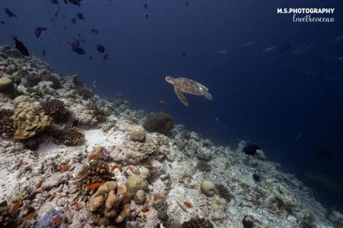 a turtle swimming over a coral reef at Summer Vibes Beach Front in Rasdu