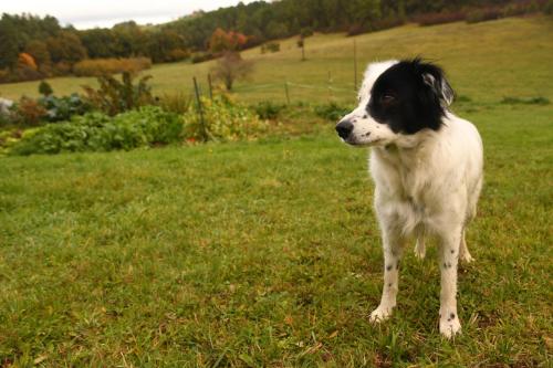 a black and white dog standing in the grass at B&B Angueur in Montrem