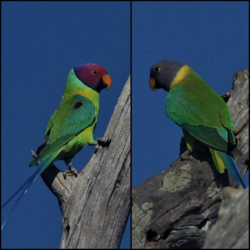 a colorful bird sitting on a tree branch at Vimanra Udawalawa in Udawalawe