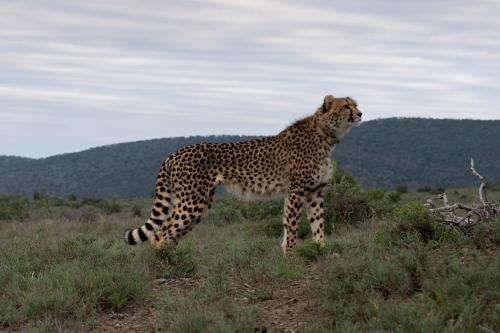 a cheetah standing in the middle of a field at Kuzuko Lodge in Addo