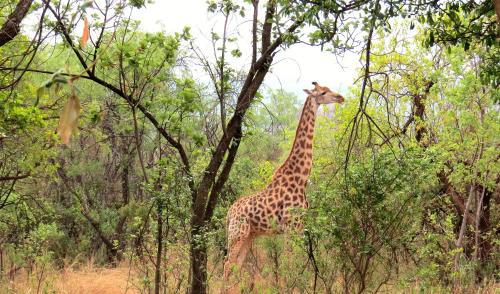 a giraffe standing in the middle of a forest at Zebra Nature Reserve in Cullinan