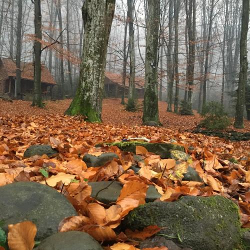 a pile of leaves on the ground in a forest at База відпочинку ШИПОВЕЦЬ in Poroškov