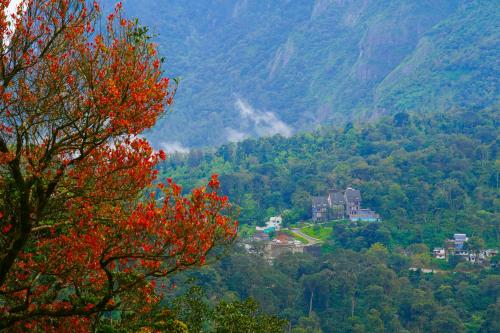 a tree with red leaves on it in the mountains at Shola Crown Resort - Munnar in Chinnakanal