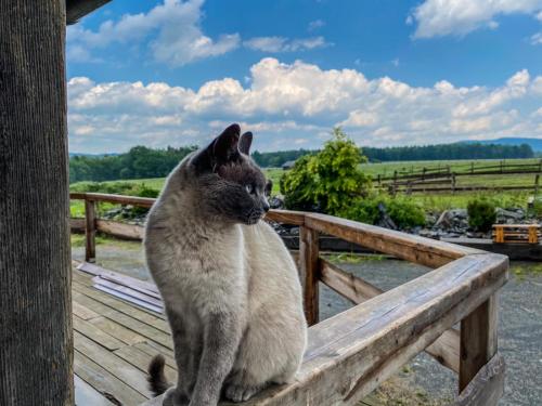 Mascotas con sus dueños en Dům splněných přání