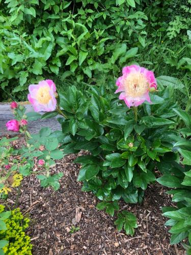 two pink flowers are growing in a garden at Jasmine Cottage in Frome