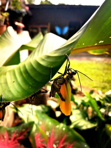 a butterfly is perched on a banana leaf at Cecropia Ecolodge in Fortuna