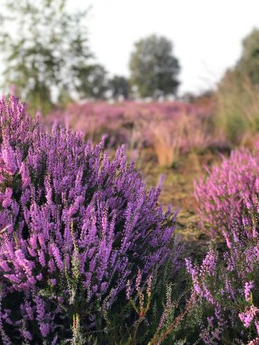 a group of purple flowers in a field at B&B Mir Lo in Mierlo Adults only in Mierlo