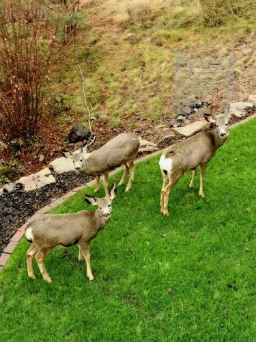 a group of animals standing in the grass at Honeymoon Suite in West Kelowna